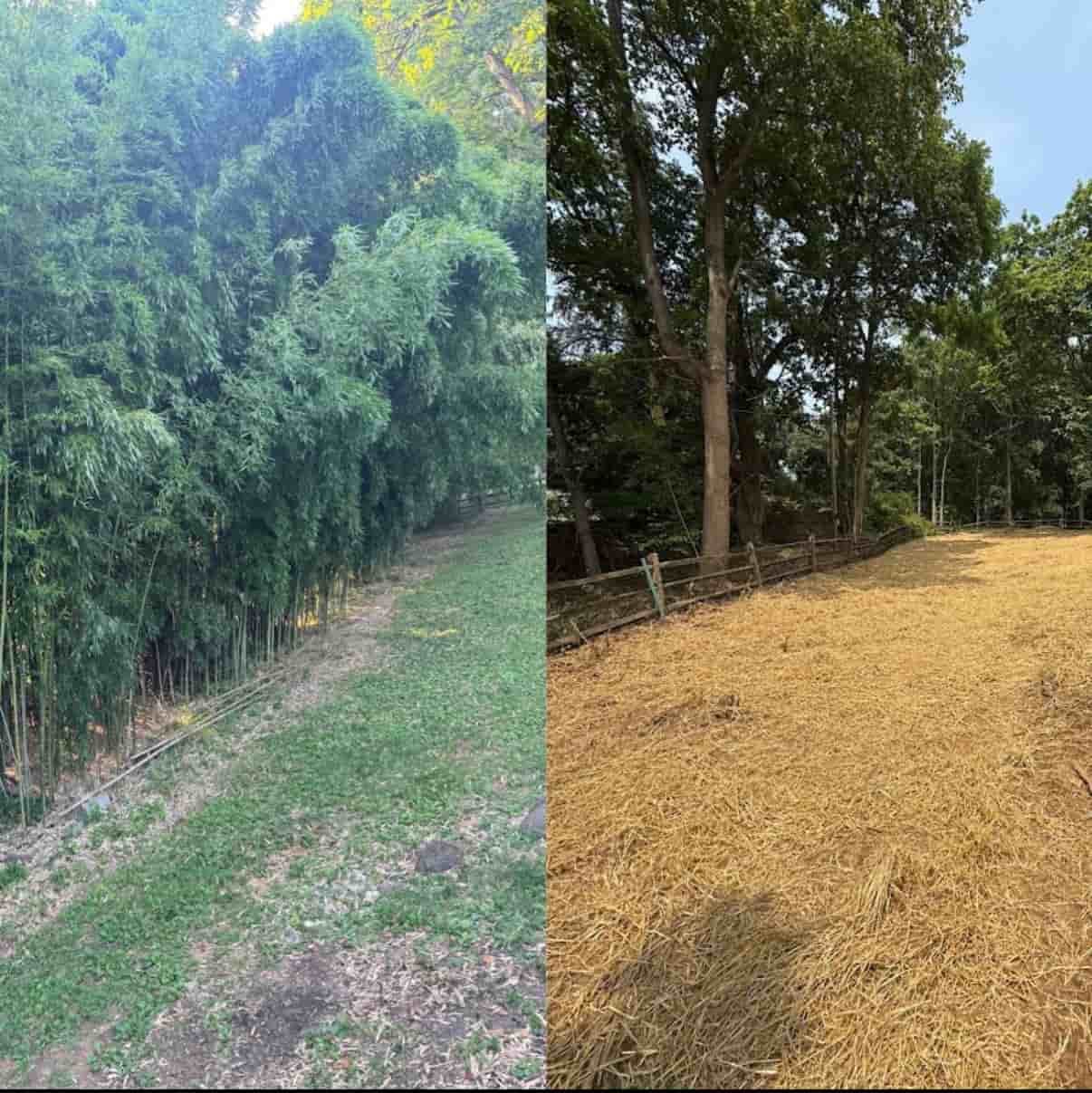 Bamboo Removal